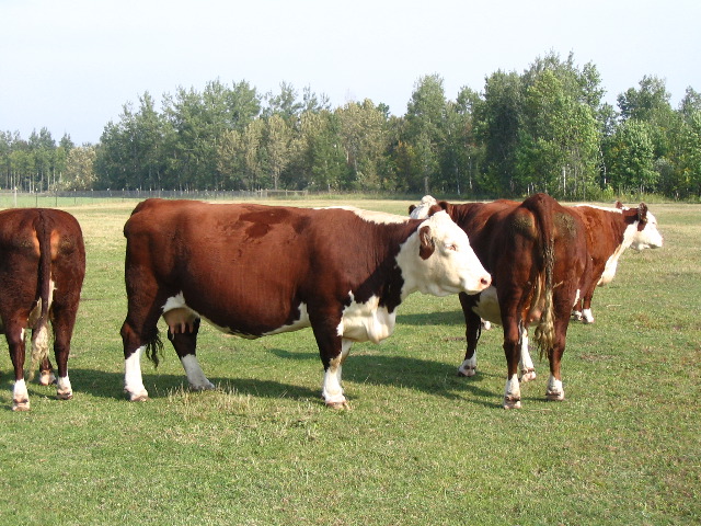 Breezy Acres Herfords McGregor MN